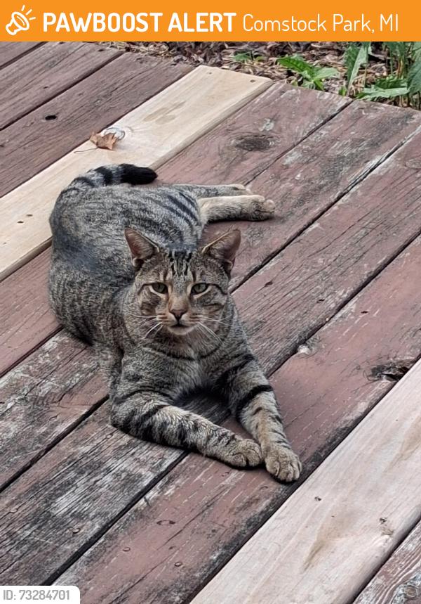 Found/Stray Male Cat last seen Alpine ave, NW, Comstock Park, MI 49321