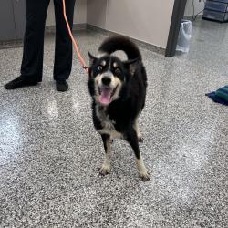 Shelter Stray Male Dog last seen , 425 Kirksey Dr, Morganton, NC 28655, USA