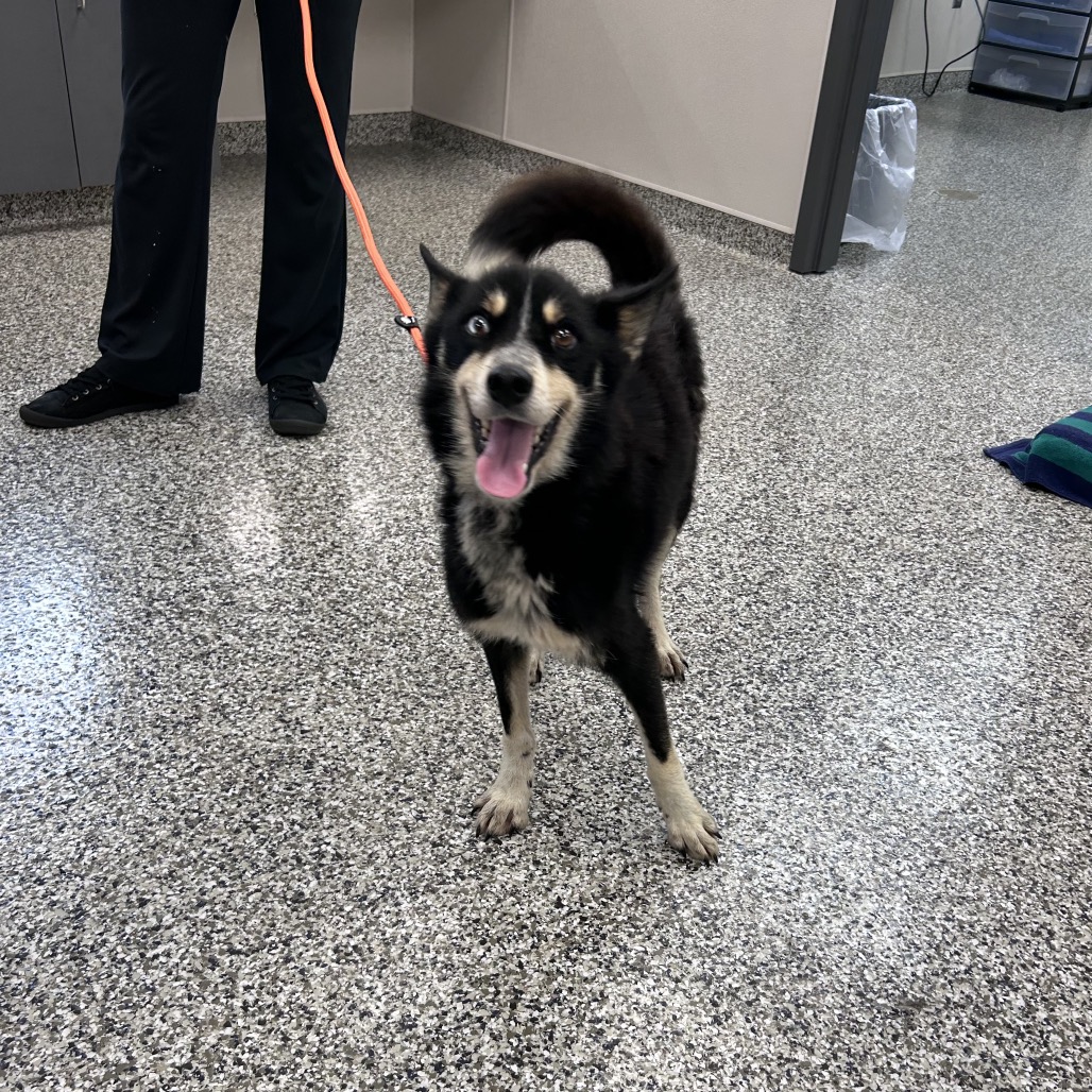 Shelter Stray Male Dog last seen , 425 Kirksey Dr, Morganton, NC 28655, USA