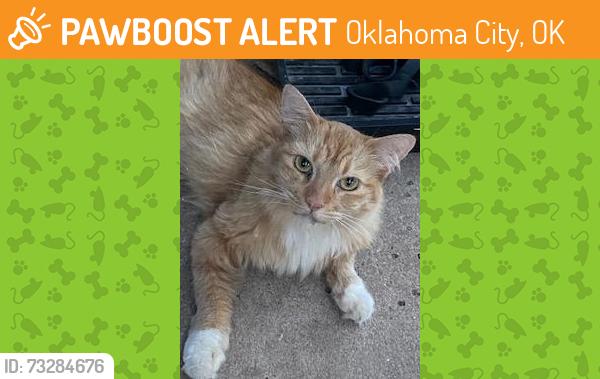 Found/Stray Unknown Cat last seen 36th and Portland av., Oklahoma City, OK 73107
