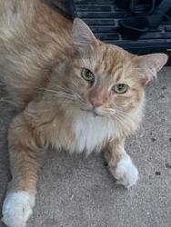 Found/Stray Unknown Cat last seen 36th and Portland av., Oklahoma City, OK 73107