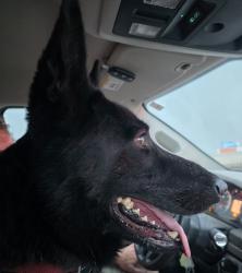 Found/Stray Male Dog last seen Mcdonalds S Madison, Indianapolis, IN 46225