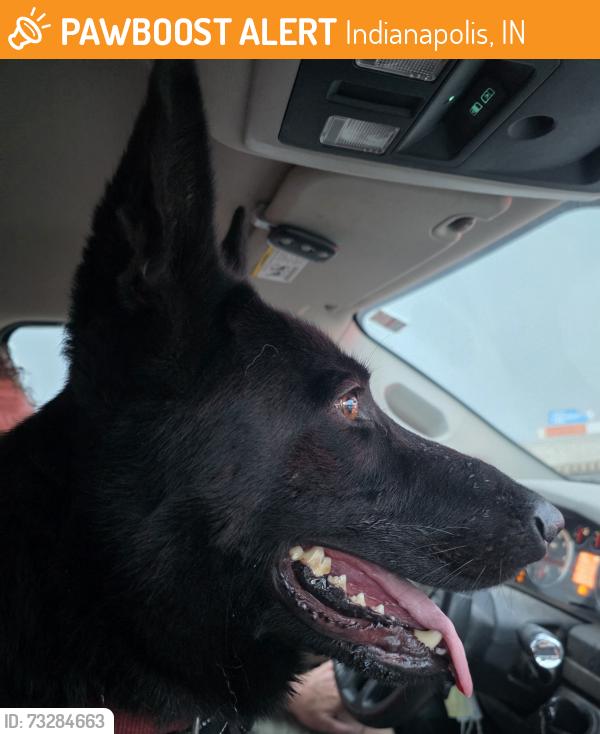 Found/Stray Male Dog last seen Mcdonalds S Madison, Indianapolis, IN 46225