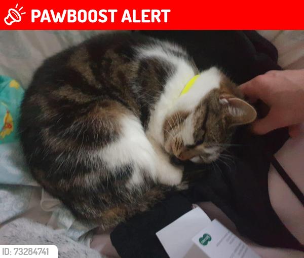 Lost Female Cat last seen Beefeater basildon, Essex, England SS13 1PJ