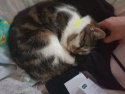 Lost Female Cat last seen Beefeater basildon, Essex, England SS13 1PJ