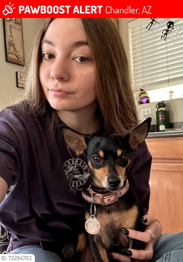 Lost Female Dog last seen PECOS AND HAMILTON NEAR AZ AVE, Chandler, AZ 85286
