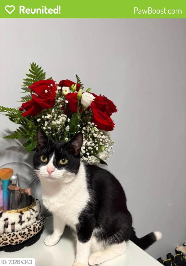 Reunited Female Cat last seen Stirling Ave & Mausser Ave, Kitchener, ON 