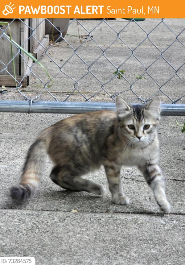 Found/Stray Female Cat last seen Bayard & Canton, Saint Paul, MN 55102