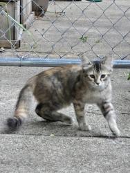 Found/Stray Female Cat last seen Bayard & Canton, Saint Paul, MN 55102