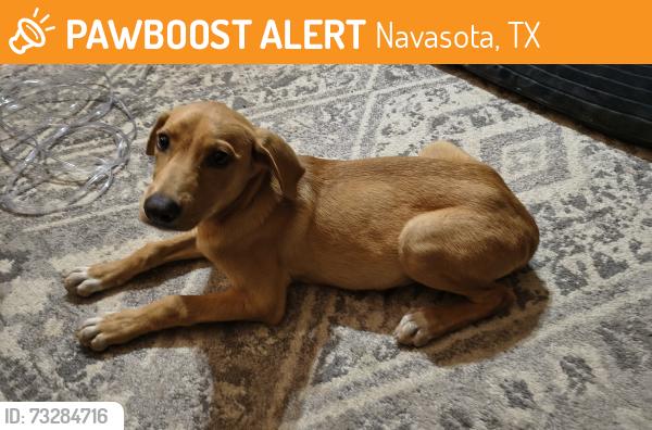 Found/Stray Female Dog last seen Dryden rd, Navasota, TX 77868