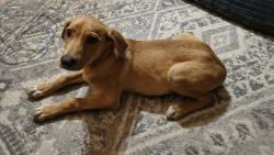 Found/Stray Female Dog last seen Dryden rd, Navasota, TX 77868