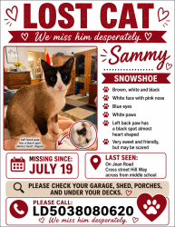 Lost Male Cat last seen Shallots and Jean Road Lake Oswego OR, Lake Oswego, OR 97035