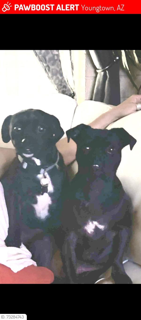 Lost Male Dog last seen 111th Avenue and Peoria Avenue, Youngtown, AZ 85363