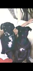 Lost Male Dog last seen 111th Avenue and Peoria Avenue, Youngtown, AZ 85363
