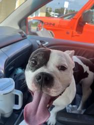 Found/Stray Male Dog last seen Nickerson boulevard and Foxhill road, Hampton, VA 23669