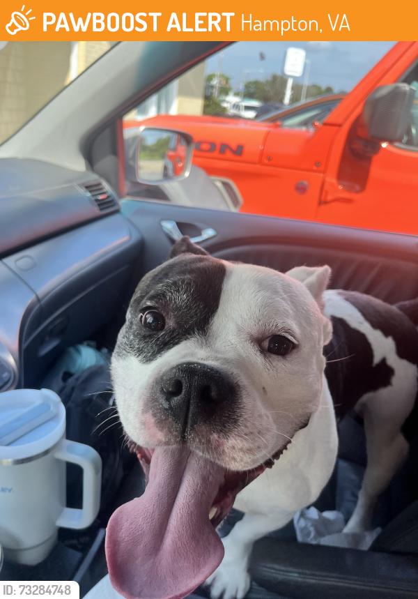 Found/Stray Male Dog last seen Nickerson boulevard and Foxhill road, Hampton, VA 23669