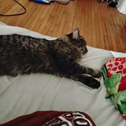 Lost Male Cat last seen Eastglenn inn, Edmonton, AB T5B 1S1