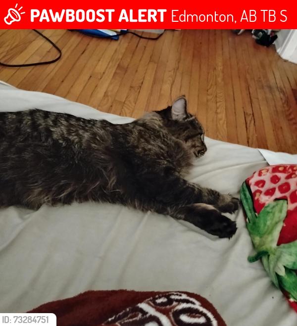 Lost Male Cat last seen Eastglenn inn, Edmonton, AB T5B 1S1