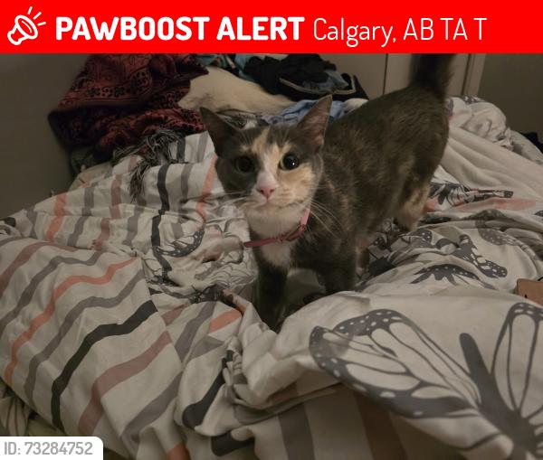 Lost Female Cat last seen penswood way, Calgary, AB T2A 4T4