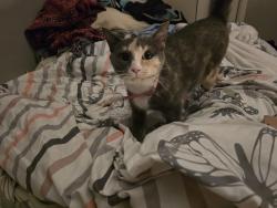 Lost Female Cat last seen penswood way, Calgary, AB T2A 4T4
