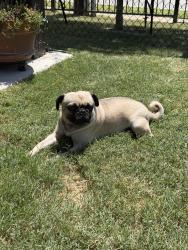 Found/Stray Female Dog last seen Norwood and Abrams, Arlington, TX 76013