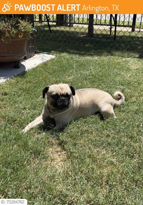 Found/Stray Female Dog last seen Norwood and Abrams, Arlington, TX 76013