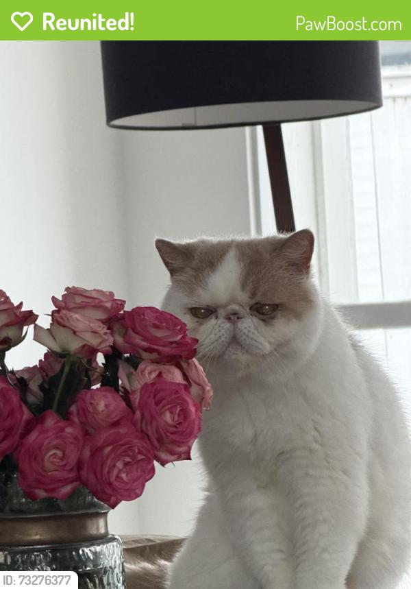 Reunited Male Cat last seen Blue Lake Drive, San Diego, CA 92119