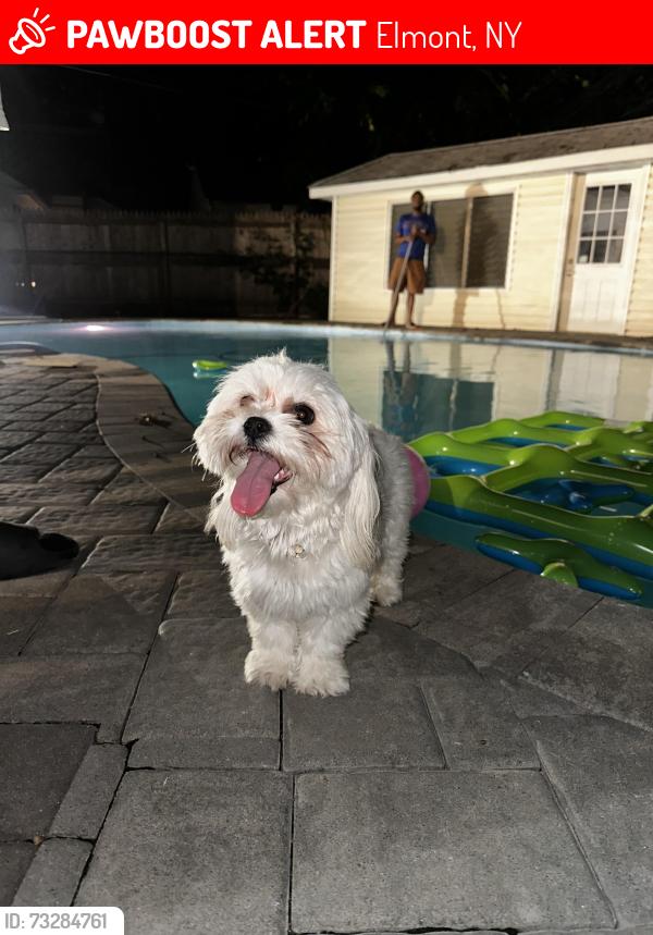 Lost Female Dog last seen Behind Walgreens on Dutch Broadway, Elmont, NY 11003