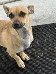 Found/Stray Female Dog last seen El Dorado St., French Camp, CA 95231