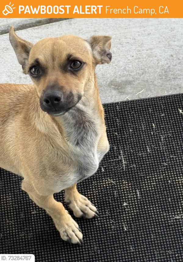 Found/Stray Female Dog last seen El Dorado St., French Camp, CA 95231