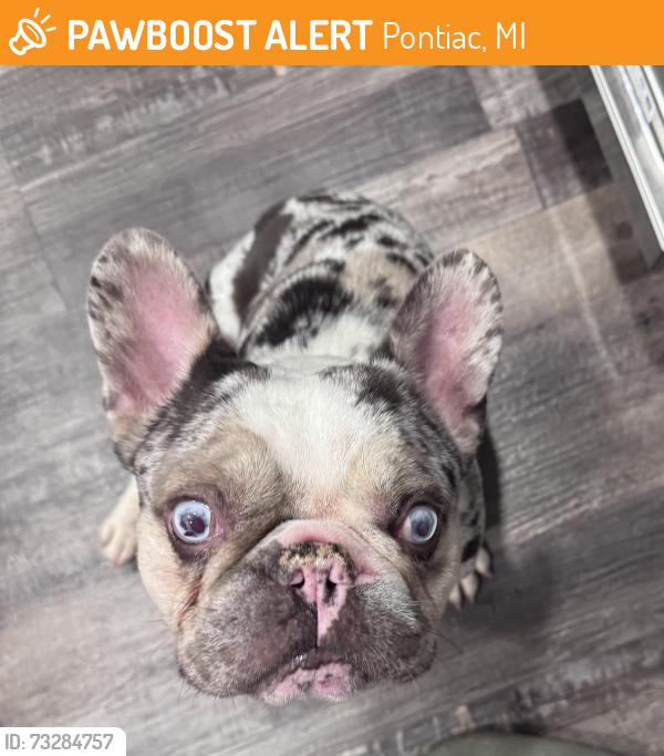 Found/Stray Male Dog last seen Miami and Chippewa, Pontiac, MI 48341