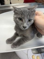 Shelter Stray Male Cat last seen ALAMANCE COUNTY, 221 Stone Quarry Rd, Burlington, NC 27217, USA
