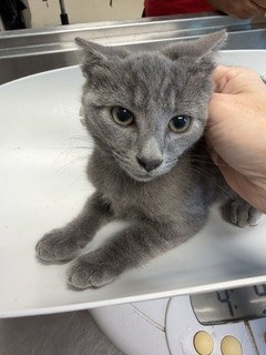 Shelter Stray Male Cat last seen ALAMANCE COUNTY, 221 Stone Quarry Rd, Burlington, NC 27217, USA