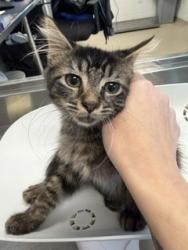 Shelter Stray Male Cat last seen ALAMANCE COUNTY, 221 Stone Quarry Rd, Burlington, NC 27217, USA