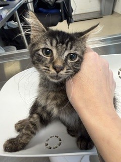Shelter Stray Male Cat last seen ALAMANCE COUNTY, 221 Stone Quarry Rd, Burlington, NC 27217, USA