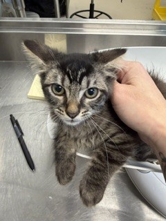 Shelter Stray Female Cat last seen ALAMANCE COUNTY, 221 Stone Quarry Rd, Burlington, NC 27217, USA