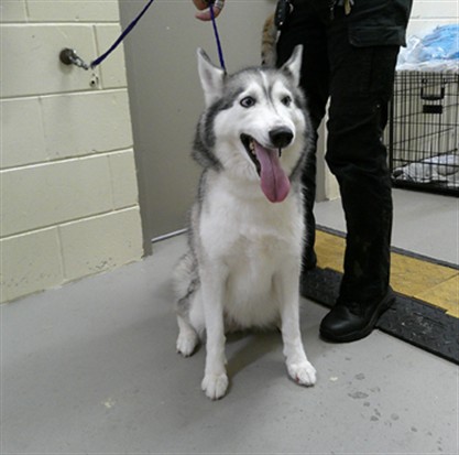 Shelter Stray Female Dog last seen , 232 Eslinger Way, Sanford, FL 32773, USA