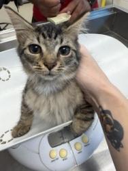 Shelter Stray Female Cat last seen ALAMANCE COUNTY, 221 Stone Quarry Rd, Burlington, NC 27217, USA