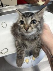 Shelter Stray Female Cat last seen ALAMANCE COUNTY, 221 Stone Quarry Rd, Burlington, NC 27217, USA