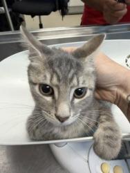 Shelter Stray Male Cat last seen ALAMANCE COUNTY, 221 Stone Quarry Rd, Burlington, NC 27217, USA
