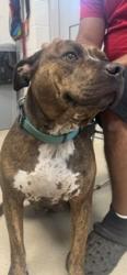 Shelter Stray Female Dog last seen ALAMANCE COUNTY, 221 Stone Quarry Rd, Burlington, NC 27217, USA