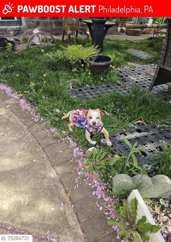 Lost Female Dog last seen Comly and Frankford, Philadelphia, PA 19135