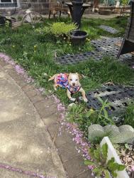 Lost Female Dog last seen Comly and Frankford, Philadelphia, PA 19135