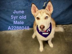 Shelter Stray Male Dog last seen , West Valley Animal Shelter, 20655 Plummer St, Chatsworth, CA 91311, USA