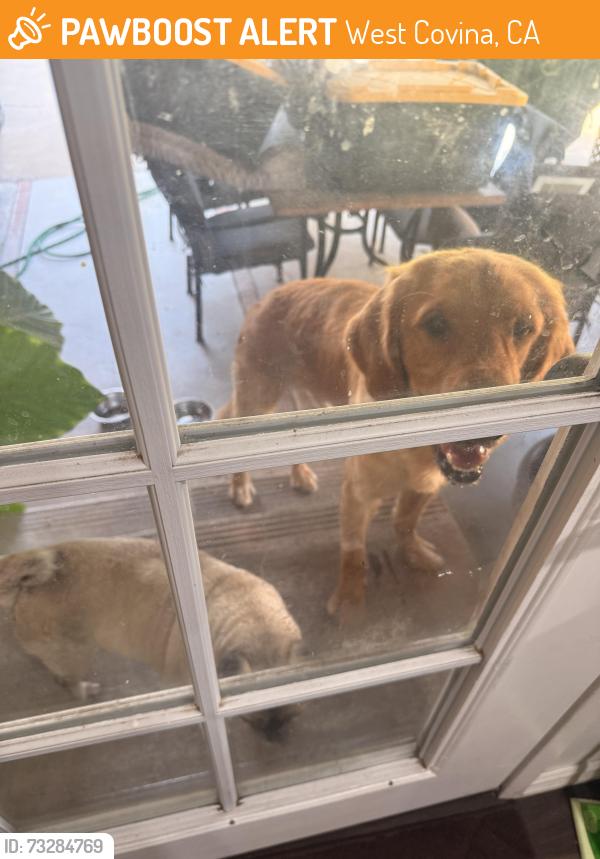 Found/Stray Unknown Dog last seen Vine Ave West Covina, West Covina, CA 91790