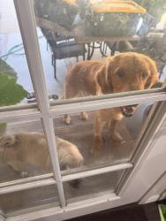 Found/Stray Unknown Dog last seen Vine Ave West Covina, West Covina, CA 91790