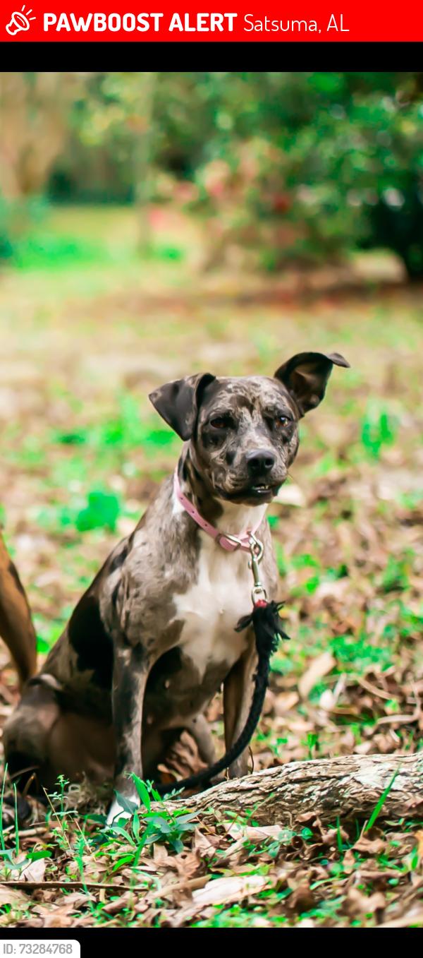 Lost Female Dog last seen Satsuma, Satsuma, AL 36572
