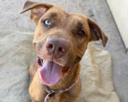 Shelter Stray Female Dog last seen , 3201 Lacy St, Los Angeles, CA 90031, USA
