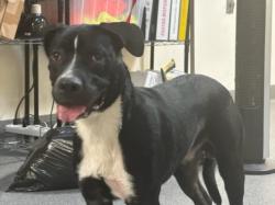 Shelter Stray Male Dog last seen , 3201 Lacy St, Los Angeles, CA 90031, USA