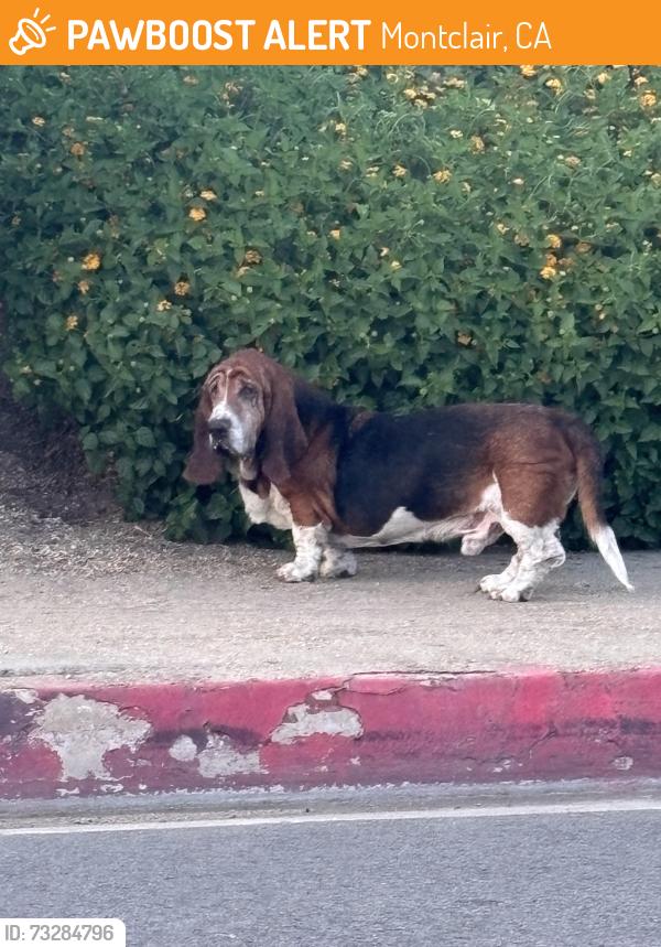 Found/Stray Male Dog last seen Howard and Essex, Montclair, CA 91763